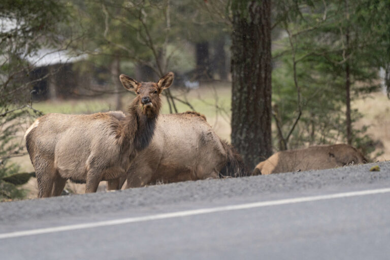 Elk on the 17 and the 40: what to do if you hit one